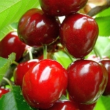 Kako posaditi trešnje na uralu u proljeće